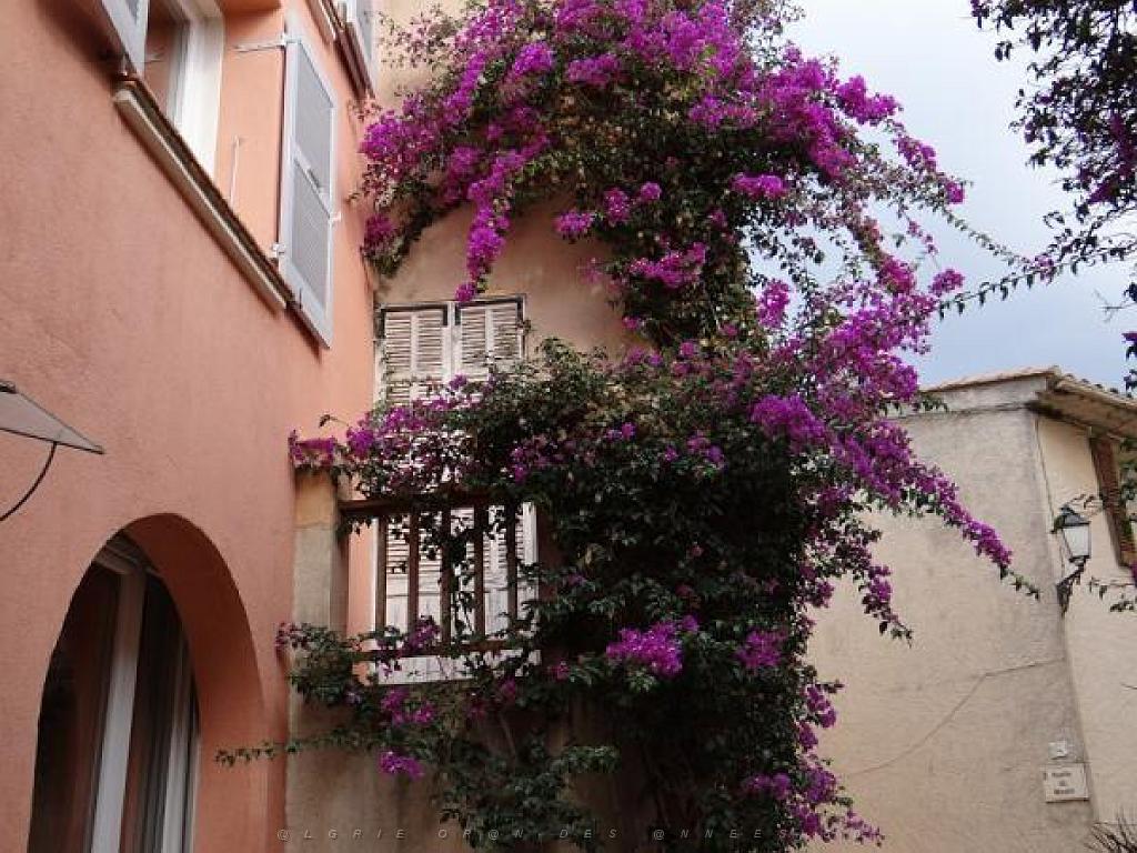 183 D23 BORMES LES MIMOSAS 1_000027.jpg